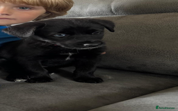 Mixed Breed dogs for sale: All black rare huskypoo - Image 1