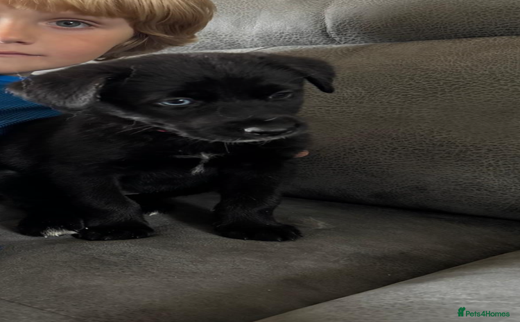 Mixed Breed dogs - Advert 1