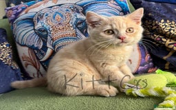 British Shorthair cats for sale: LAST 2 GCCF BSH Kittens – Ready NOW!! in Slough - Image 16