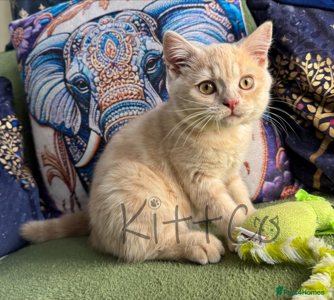 British Shorthair cats for sale: LAST 2 GCCF BSH Kittens – Ready NOW!! in Slough - Image 16