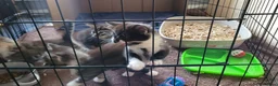 Mixed Breed cats for sale: 4 kittens *3boys* *1girl* available Sept  - Advert 4