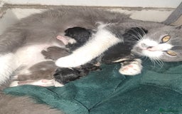 Ragdoll cats for sale: 3 beautiful girls ragdoll cross - Image 7