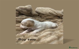 Cavapoo dogs for sale: ** RARE CAVAPOO PUPPIES DNA 🧬 CLEAR ** - Advert 5