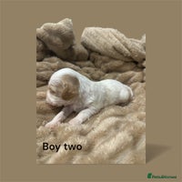 Cavapoo dogs ** RARE CAVAPOO PUPPIES DNA 🧬 CLEAR ** - Advert 5