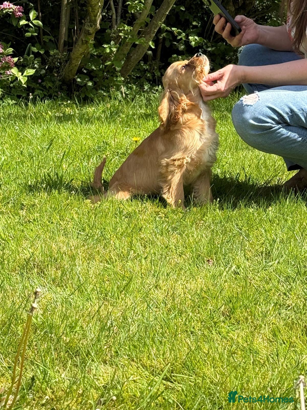 Mixed Breed dogs Cockalier fully vaccinated  - Advert 13