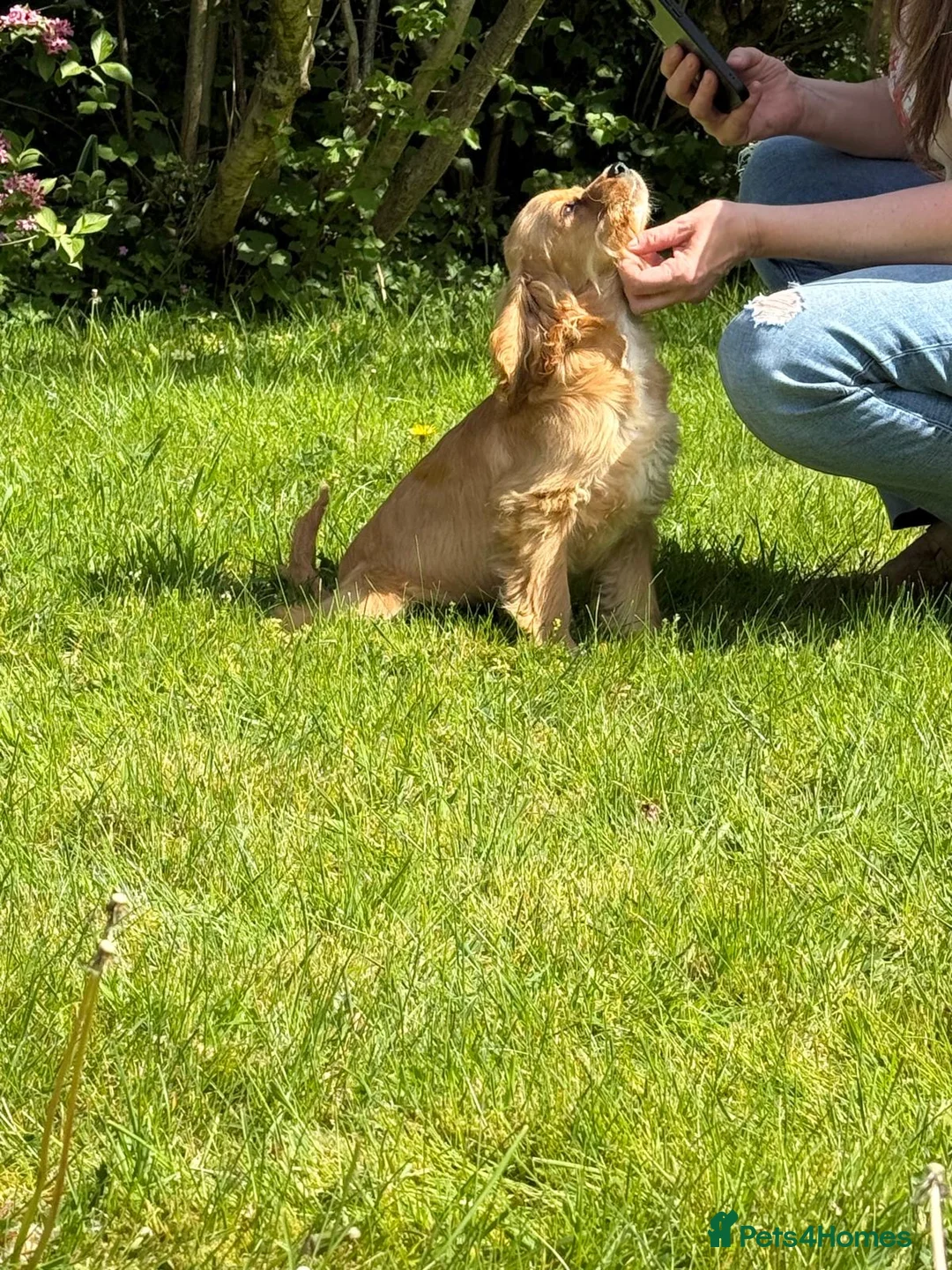 Mixed Breed dogs for sale: Cockalier fully vaccinated  - Advert 1