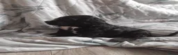 Sprocker dogs for sale: Sprocker puppies  - Advert 23
