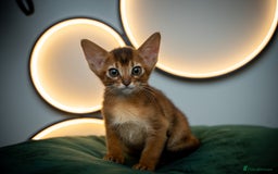 Abyssinian cats for sale: Premium Abyssinian kittens-TICA- Champion Pedigree - Image 7