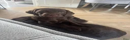 Labrador Retriever dogs for sale: 10 week old female Chocolate Labrador puppy  - Advert 3