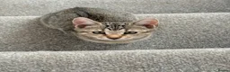 Mixed Breed cats for sale: 5 female kittens in Newbury - Advert 4