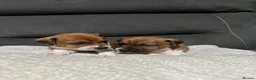 Plummer Terrier dogs for sale: Last two Plummer terrier puppies !! in Bradford - Advert 5