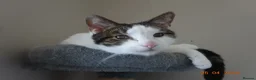British Shorthair cats for sale: Chappie (5years) - Advert 3