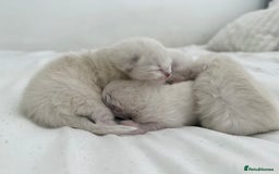 Ragdoll cats for sale: BLUE POINT RAGDOLL KITTENS! - Image 6