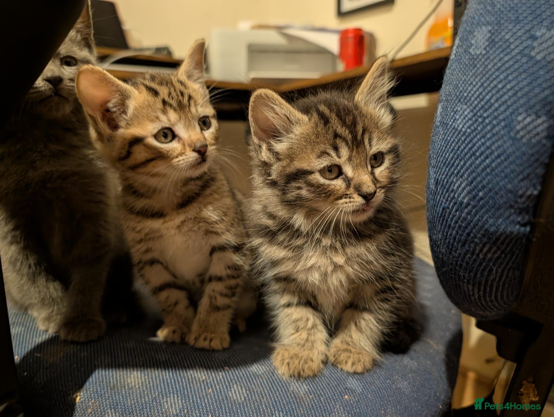 Mixed Breed cats Stunning Kittens Ready to Leave 30th September - Advert 14