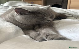 British Shorthair cats for sale: A loving and very affectionate 6 year old BSH boy - Image 2
