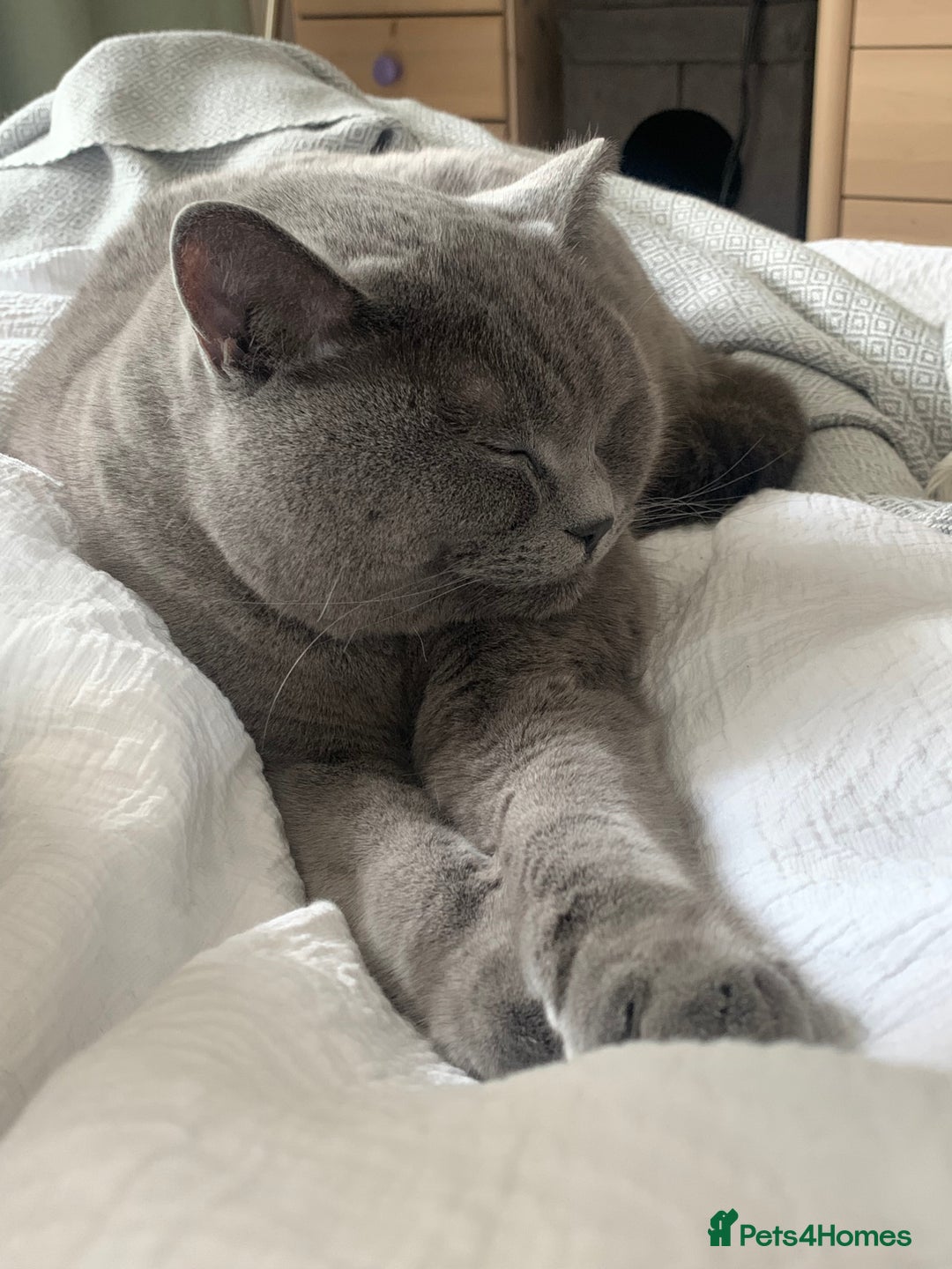 British Shorthair cats for sale: A loving and very affectionate 6 year old BSH boy - Image 2