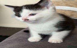 Mixed Breed cats for sale: 5 little sweet kitten  - Image 3