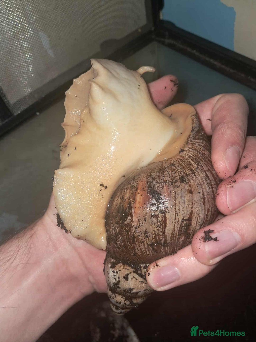 Snails invertebrates for sale: Large Albino Land Snails x3 Free - Image 7