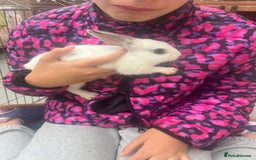 Dutch rabbits for sale: Baby rabbits for sale  - Image 2