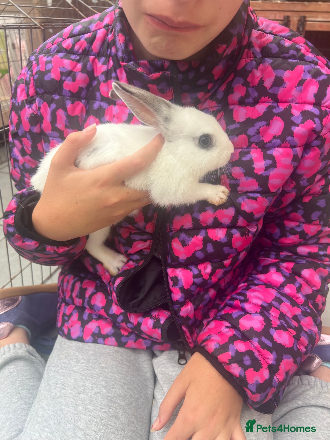 Dutch rabbits for sale: Baby rabbits for sale  - Image 2