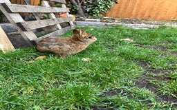 Netherland Dwarf rabbits for sale: Netherland dwarf rabbit  - Image 2