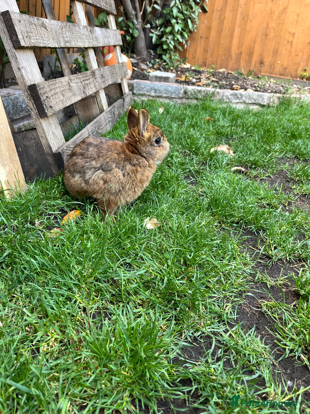 Netherland Dwarf rabbits for sale: Netherland dwarf rabbit  - Image 2