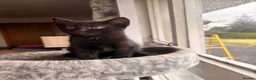 Mixed Breed cats for sale: Beautiful kittens for sale - Advert 3