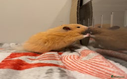 Hamster rodents for sale: Long haired Rex Male Hamster - Image 2
