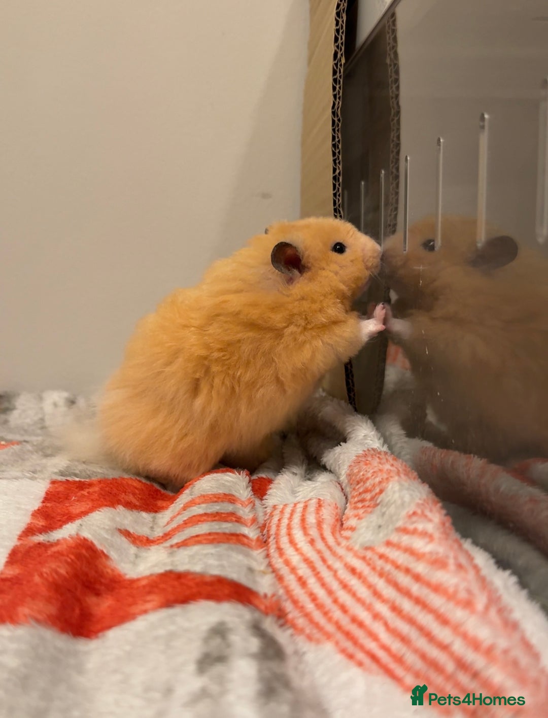 Hamster rodents for sale: Long haired Rex Male Hamster - Image 2
