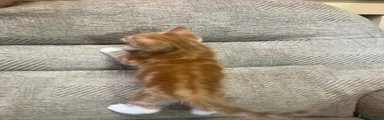Flag Ginger Male