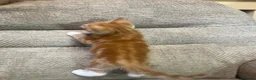 Mixed Breed cats for sale: 5 Gorgeous Kittens in Halifax - Advert 12