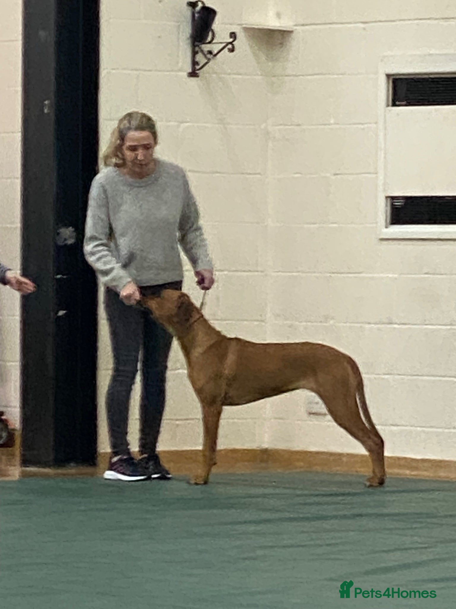 Rhodesian Ridgeback dogs for sale: Rhodesian Ridgeback puppies due 26th June 2026 in Stockbridge - Advert 19