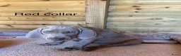 Weimaraner dogs for sale: Ready to go Weimaraner puppies KC registered - Advert 7