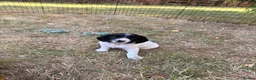 English Springer Spaniel dogs for sale: KC Registered Black & White ESS Puppies in Ludlow - Advert 5