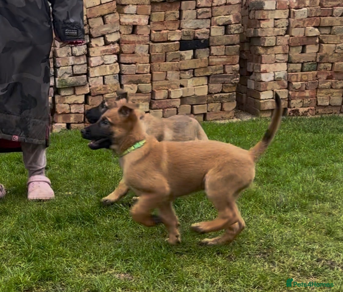 Belgian Shepherd Dog dogs Pure Malinois - Joefarm lines  - Advert 1