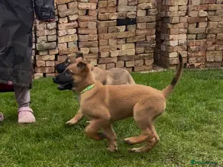 Belgian Shepherd Dog dogs Pure Malinois - Joefarm lines - Advert 1