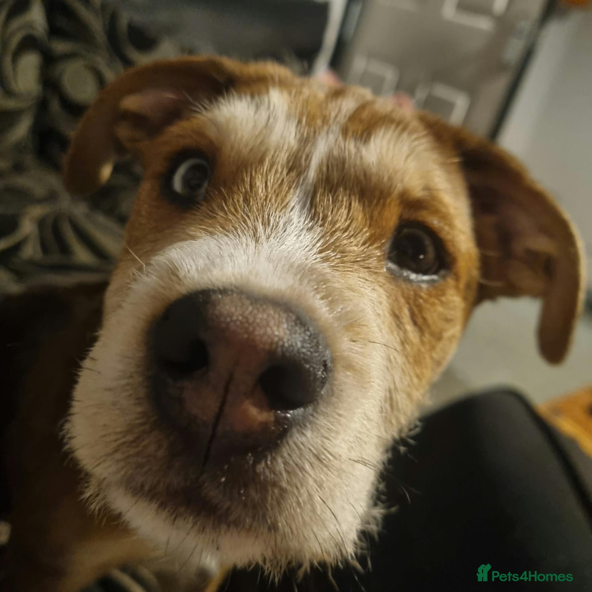 Mixed Breed dogs for sale: 1 year old Mixed Breed male - Advert 12