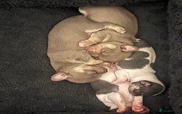 Chihuahua dogs for sale: 🐾gorgeous xs lilac & blue parti chihuahua pups🐾 - Image 1