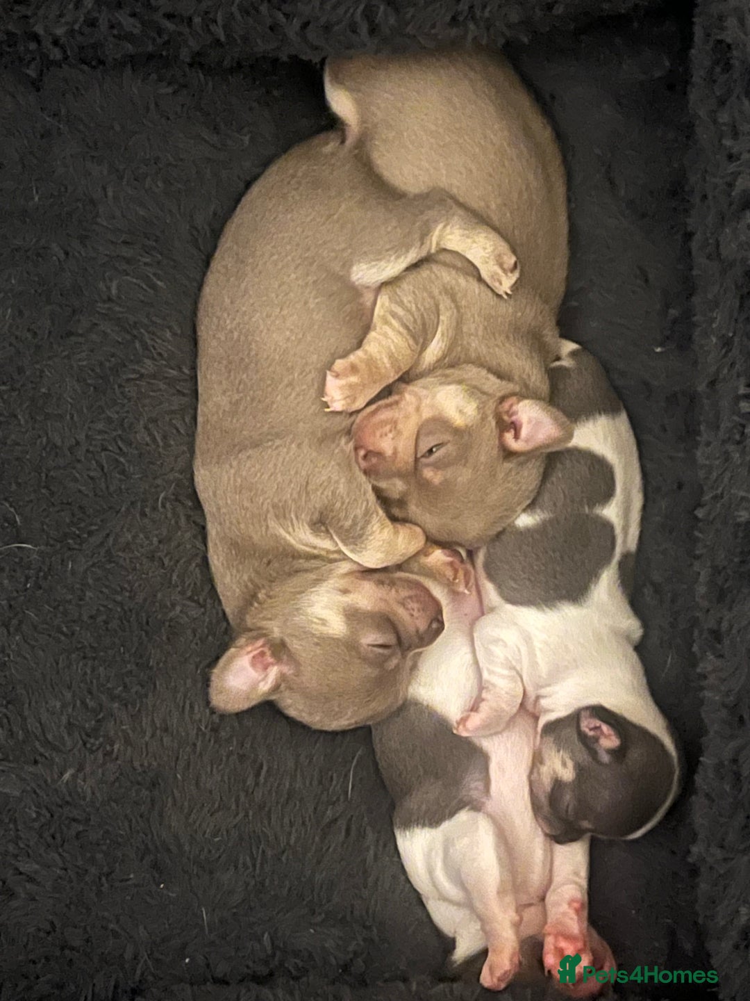 Chihuahua dogs for sale: 🐾gorgeous xs lilac & blue parti chihuahua pups🐾 - Image 1