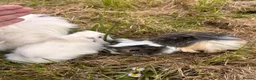 Guinea Pig rodents for sale: Trio of Peruvian femaleguineapigs.Must go together - Advert 11