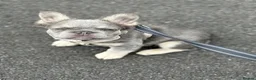 French Bulldog dogs for stud: Ernie - Advert 8