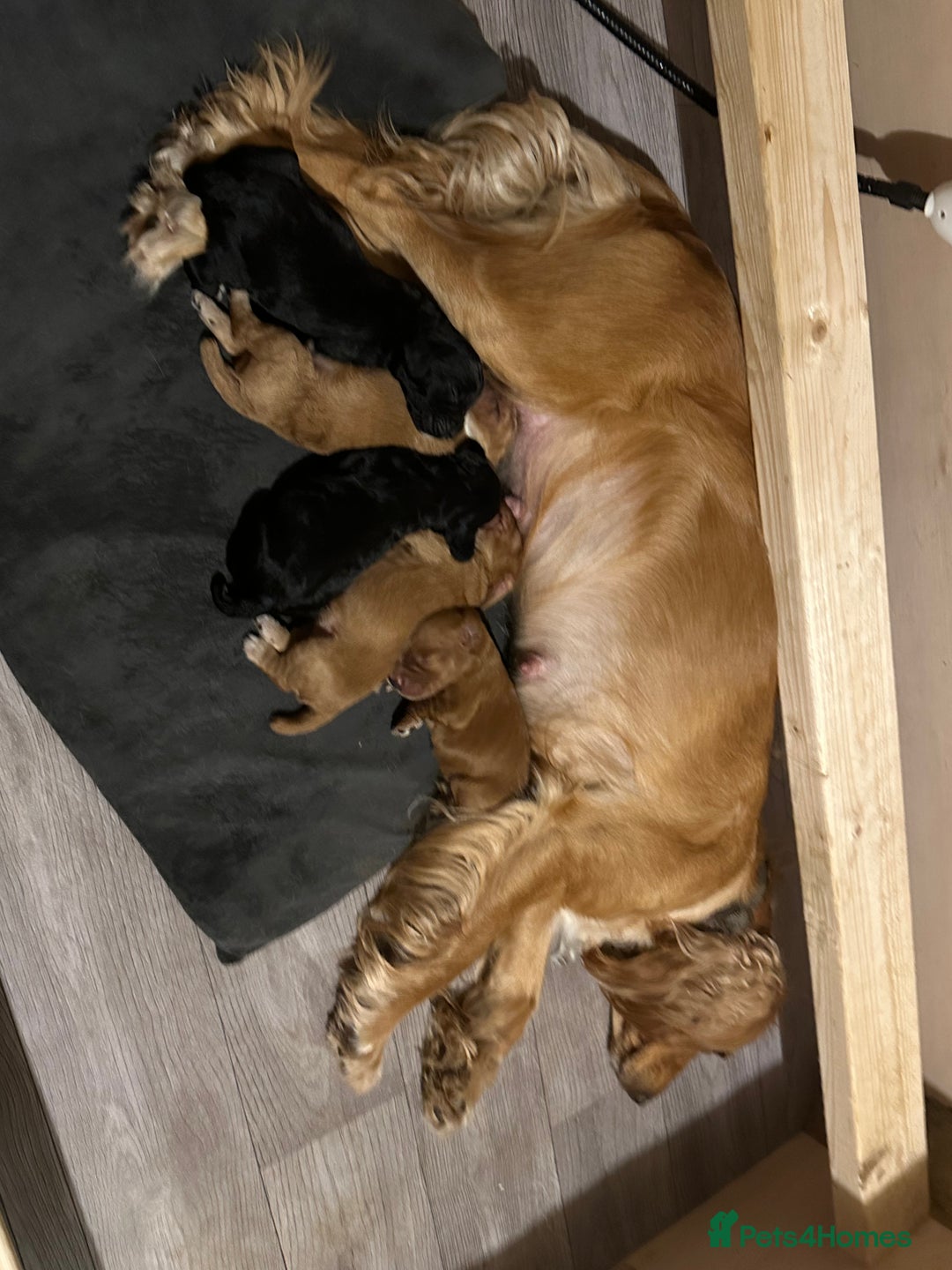 Cocker Spaniel dogs for sale: Working Cocker Spaniel Puppies  - Image 14
