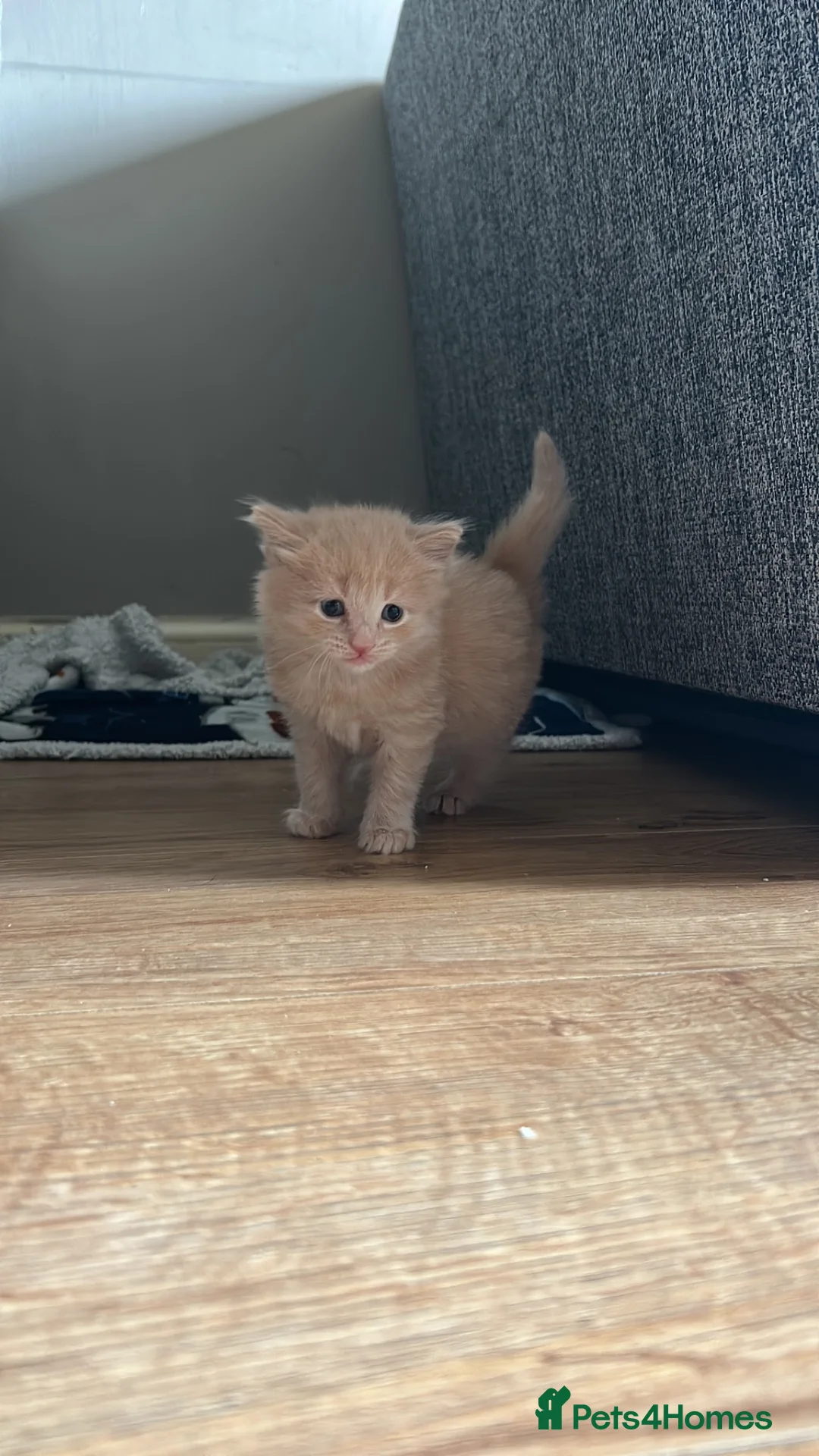 Mixed Breed cats for sale: 2 beautiful male kittens for sale  - Advert 2