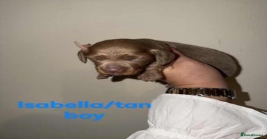 Miniature Dachshund dogs - Advert 8