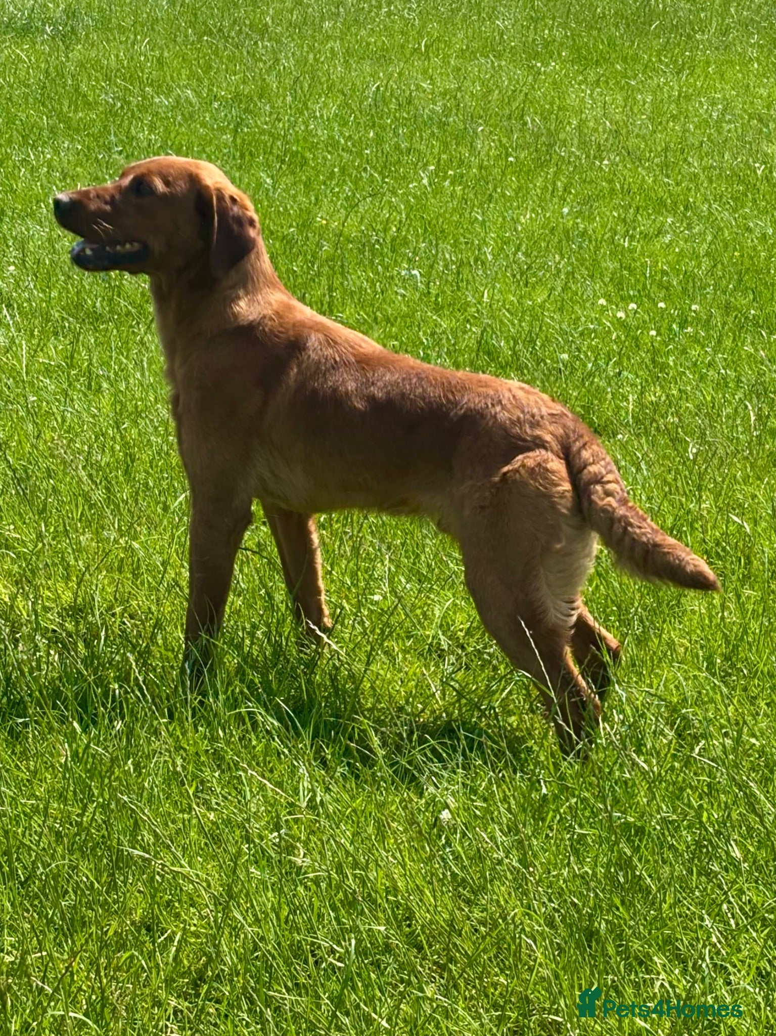 Labrador Retriever dogs Cedar fully health tested  - Advert 1
