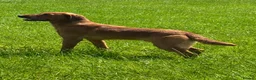 Labrador Retriever dogs for stud: Cedar fully health tested  - Advert 1
