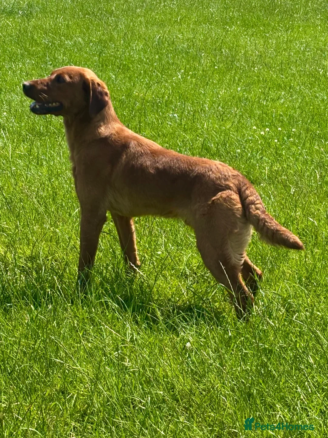 Labrador Retriever dogs for stud: Cedar fully health tested  - Advert 1