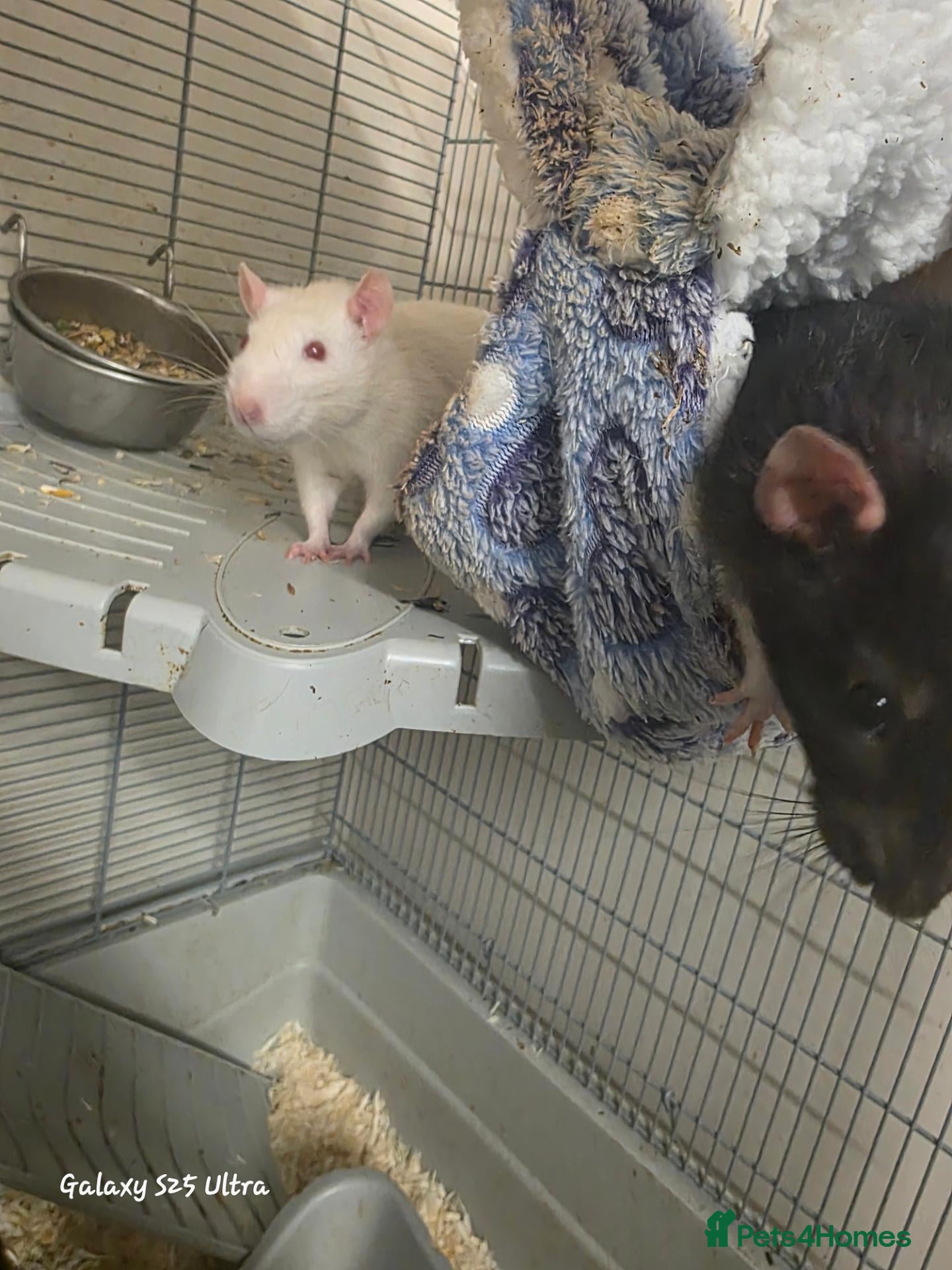 Rat rodents 2 male rats - Advert 1