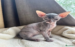 Sphynx cats for sale: Don Sphynx Kittens - Image 13