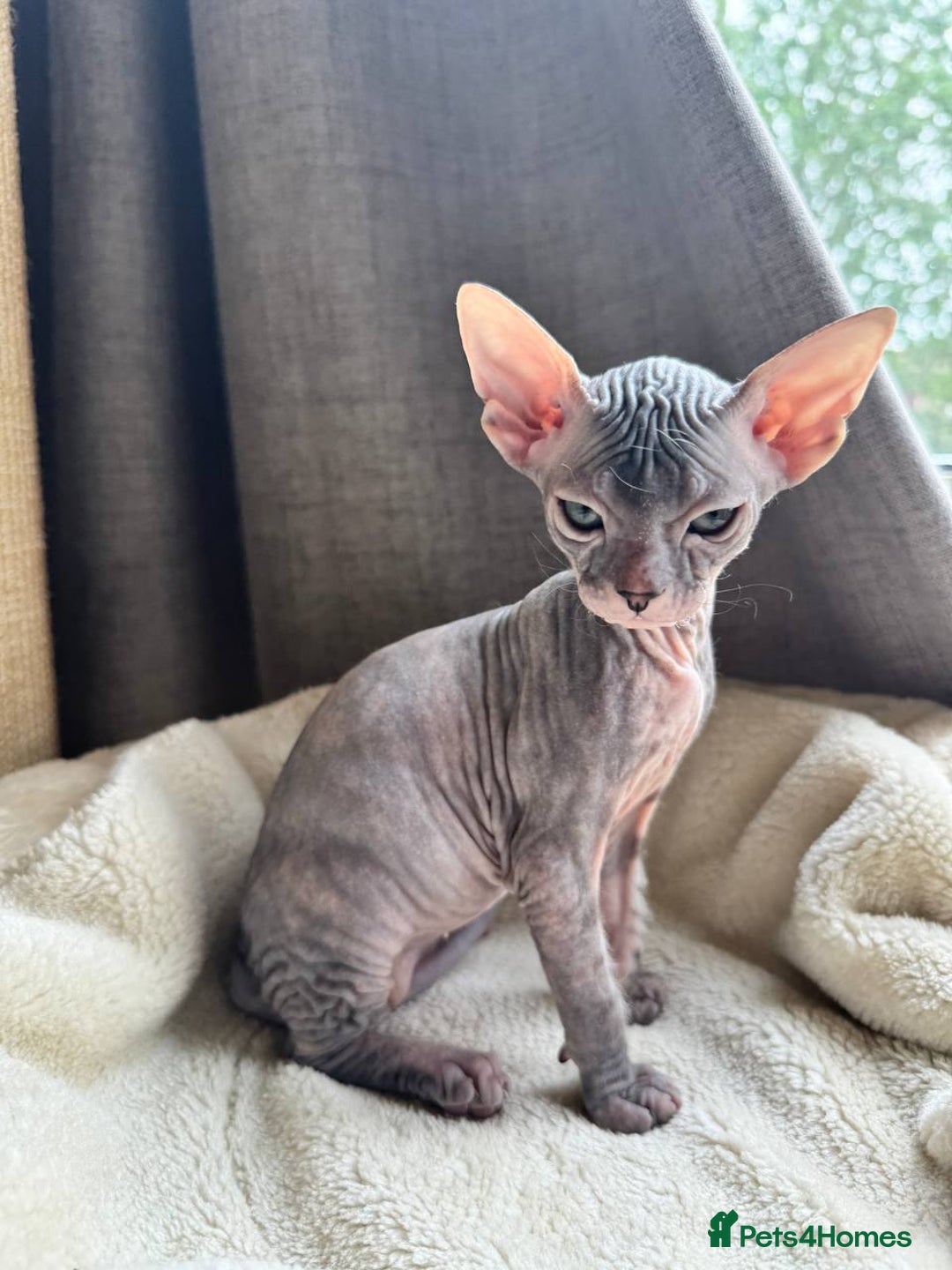 Sphynx cats for sale: Don Sphynx Kittens - Image 13